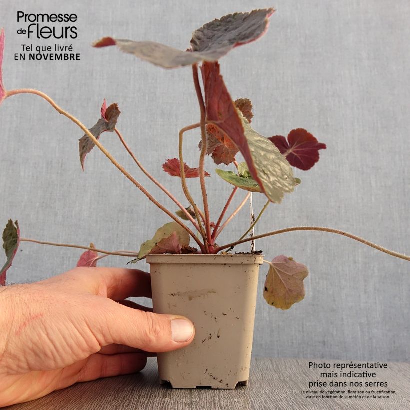 Ejemplar de Heuchera XXL Maceta de 8/9 cm entregado en otoño