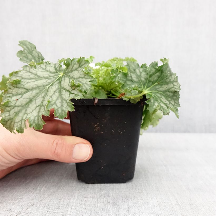 Heuchera Apple Crisp Maceta de 8/9 cm Ejemplar entregado en invierno