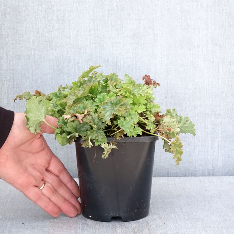 Heuchera Apple Crisp Maceta 1L/1,5L Ejemplar entregado en la primavera