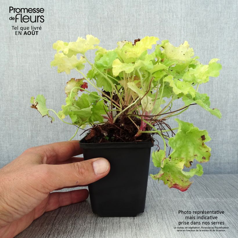 Ejemplar de Heuchera Apple Twist Maceta de 8/9 cm entregado en verano