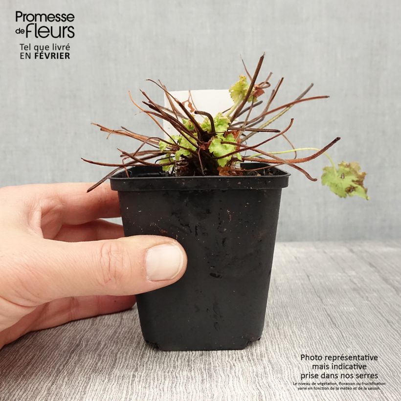 Heuchera Apple Twist Maceta de 8/9 cm Ejemplar entregado en invierno