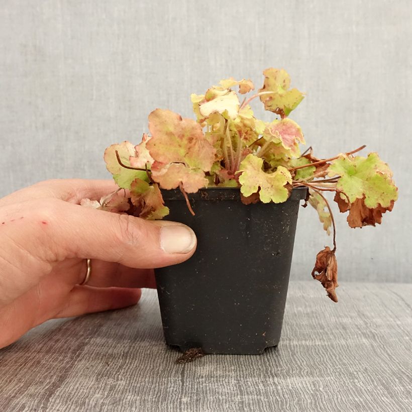 Heuchera Apple Twist Maceta de 8/9 cm Ejemplar entregado en la primavera