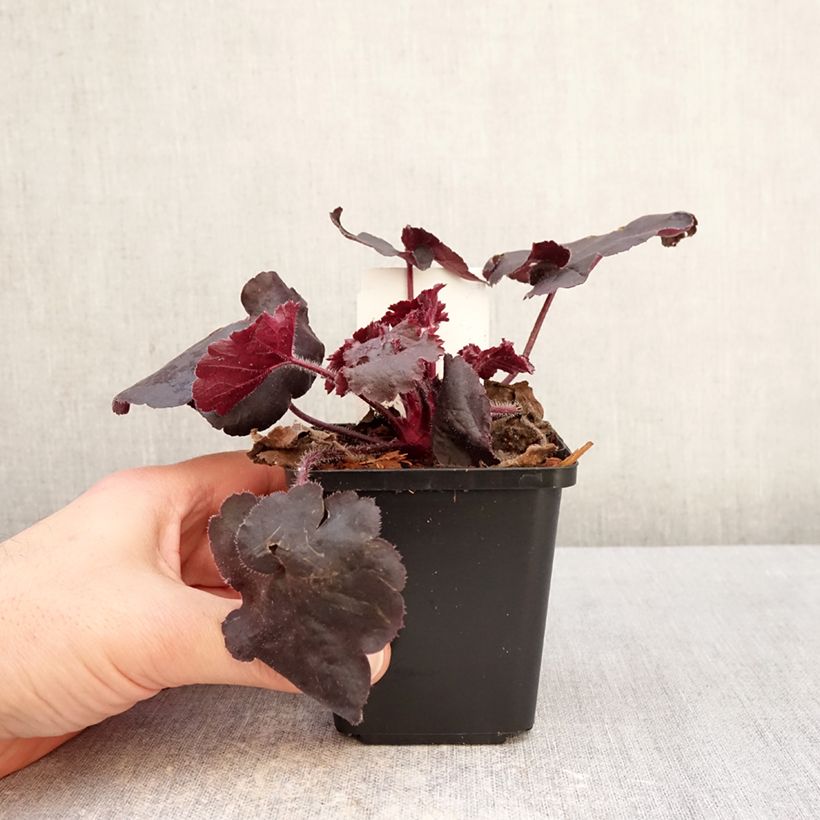 Heuchera Black Forest Cake Maceta de 8/9 cm Ejemplar entregado en invierno