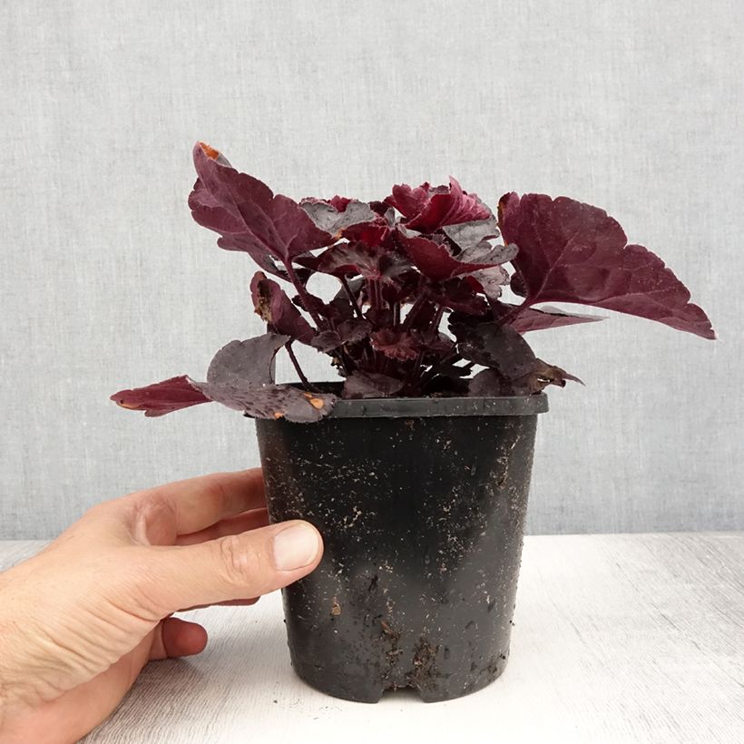 Ejemplar de Heuchera Black Forest Cake Maceta 1L/1,5L entregado en verano