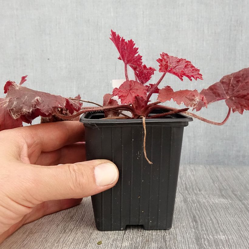 Heuchera Bloody Dinosaur Maceta de 8/9 cm Ejemplar entregado en la primavera