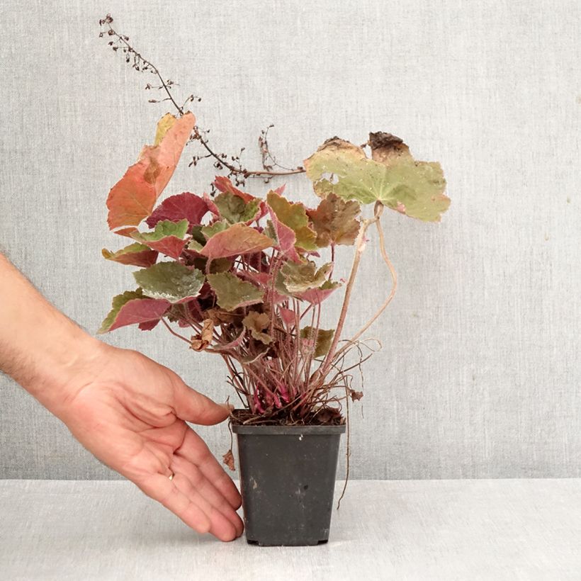 Ejemplar de Heuchera Brownies Maceta de 8/9 cm entregado en otoño