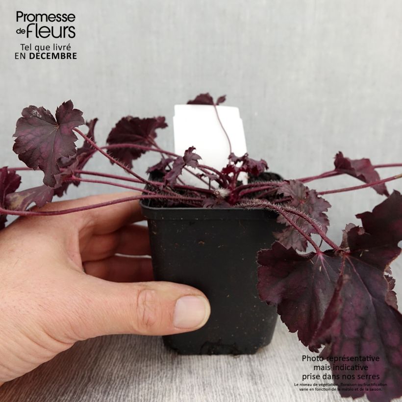 Ejemplar de Heuchera Frosted Violet Maceta de 8/9 cm entregado en otoño