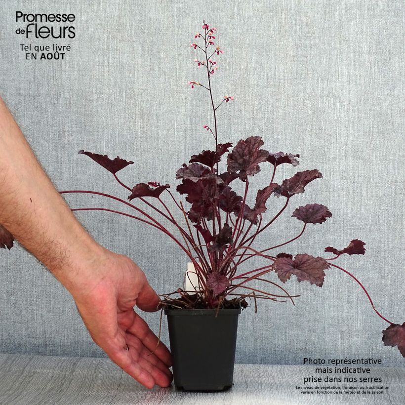 Ejemplar de Heuchera Frosted Violet Maceta de 8/9 cm entregado en verano