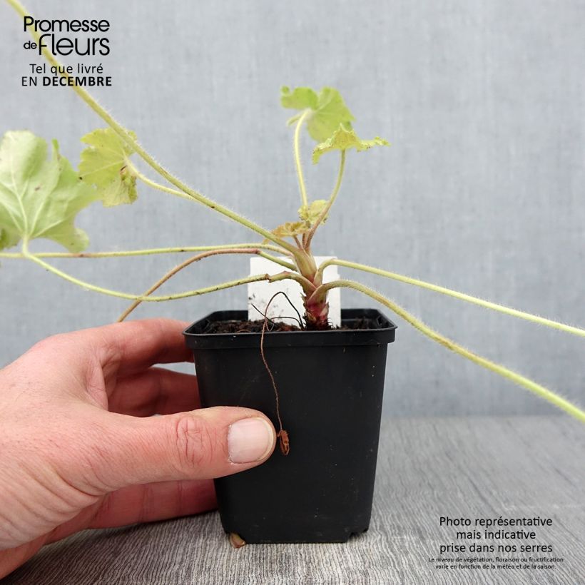 Ejemplar de Heuchera Guacamole Maceta de 8/9 cm entregado en otoño