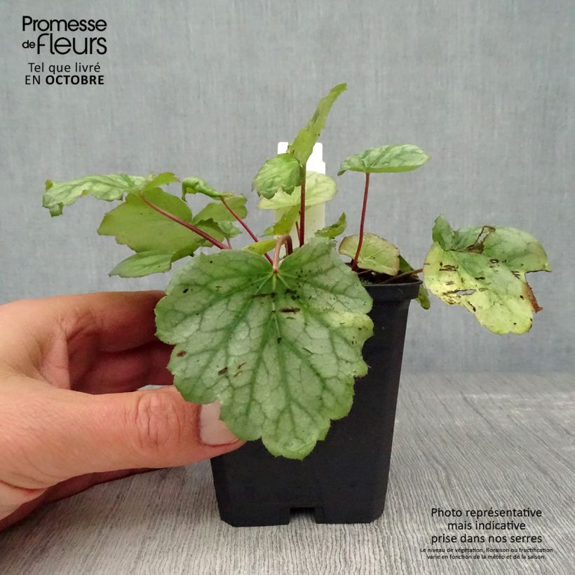 Ejemplar de Heuchera americana Dale s Strain Maceta de 8/9 cm entregado en otoño