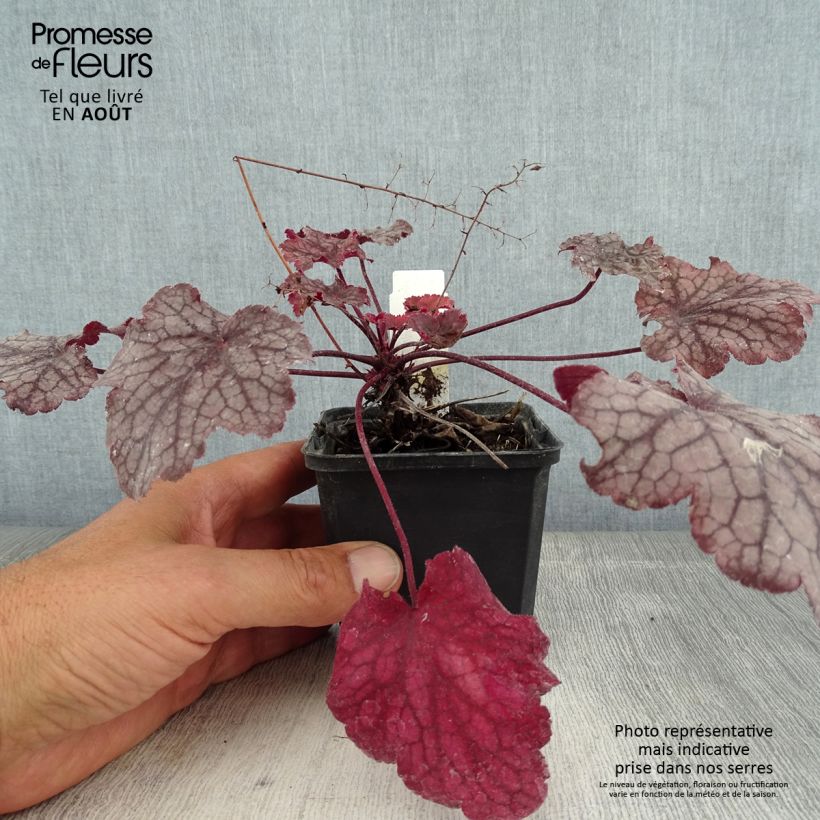 Ejemplar de Heuchera Amethyst Myst Maceta de 8/9 cm entregado en verano