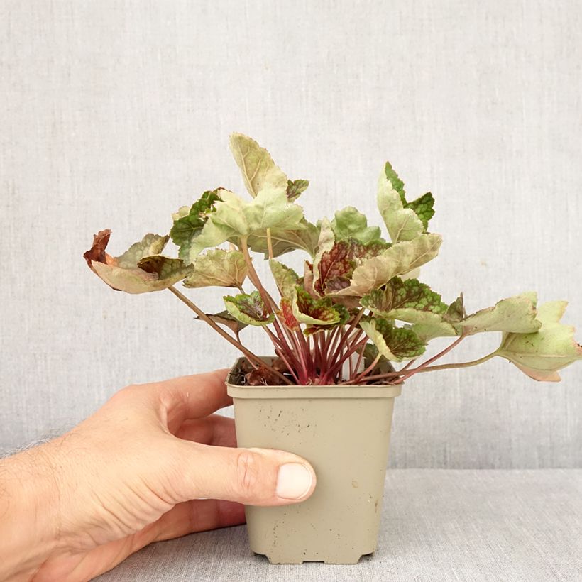 Ejemplar de Heuchera Beauty Colour Maceta de 8/9 cm entregado en otoño