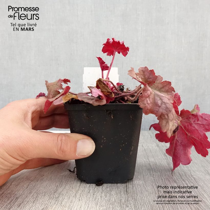 Heuchera Berry Smoothie Maceta de 8/9 cm Ejemplar entregado en la primavera
