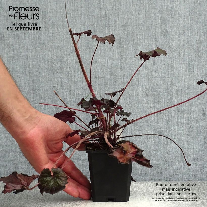 Ejemplar de Heuchera Binoche Maceta de 8/9 cm entregado en verano
