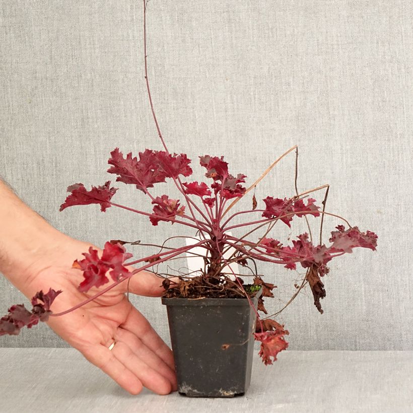 Ejemplar de Heuchera Black Beauty Maceta de 8/9 cm entregado en otoño