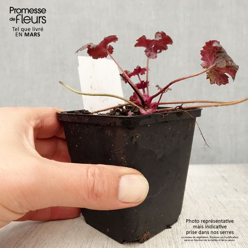 Heuchera Black Pearl Maceta de 8/9 cm Ejemplar entregado en la primavera
