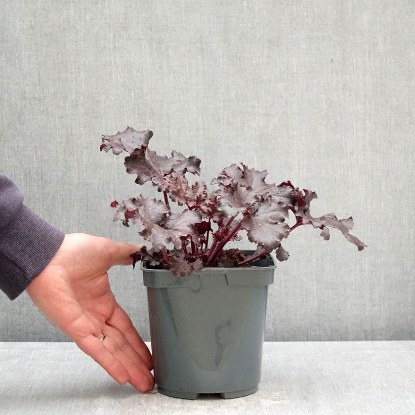 Heuchera Black Pearl Maceta 2L/3L Ejemplar entregado en la primavera