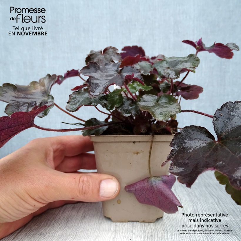 Ejemplar de Heuchera Blackout Maceta de 8/9 cm entregado en otoño