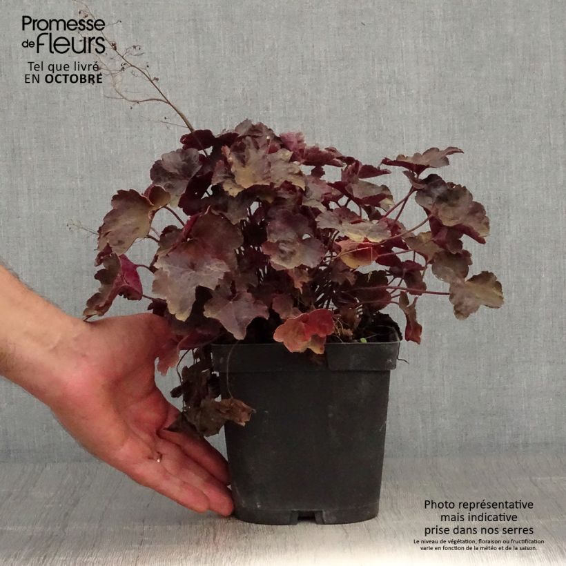 Ejemplar de Heuchera Blackout Maceta 2L/3L entregado en otoño