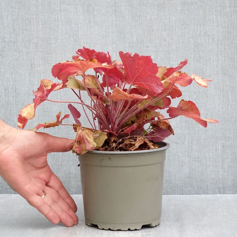 Ejemplar de Heuchera Caramel Maceta 2L/3L entregado en otoño