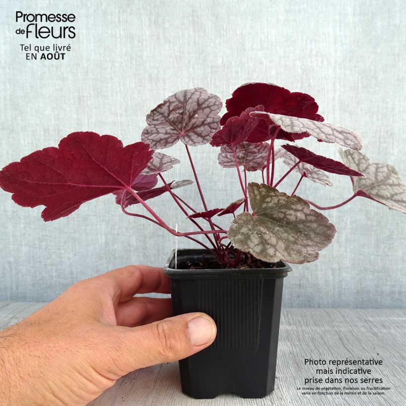 Ejemplar de Heuchère - Heuchera Cascade Dawn Godet de 8/9 cm entregado en verano