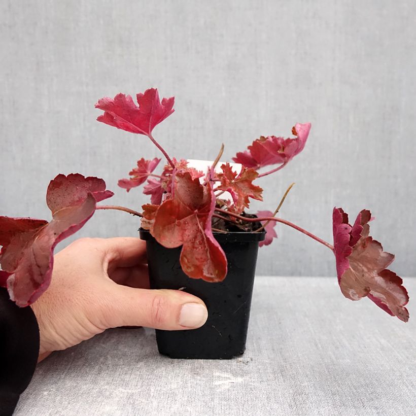 Ejemplar de Heuchera Cherry Cola Maceta de 8/9 cm entregado en otoño