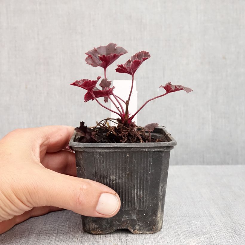 Ejemplar de Heuchera Chocolate Ruffle Maceta de 8/9 cm entregado en otoño