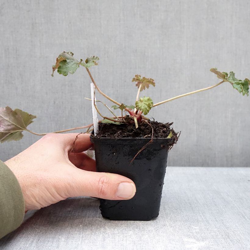 Heuchera Chocolate Ruffle Maceta de 8/9 cm Ejemplar entregado en invierno