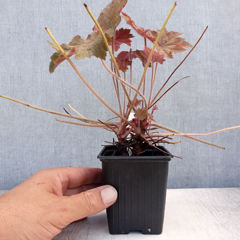 Ejemplar de Heuchera Copper Dinosaur Maceta de 8/9 cm entregado en verano