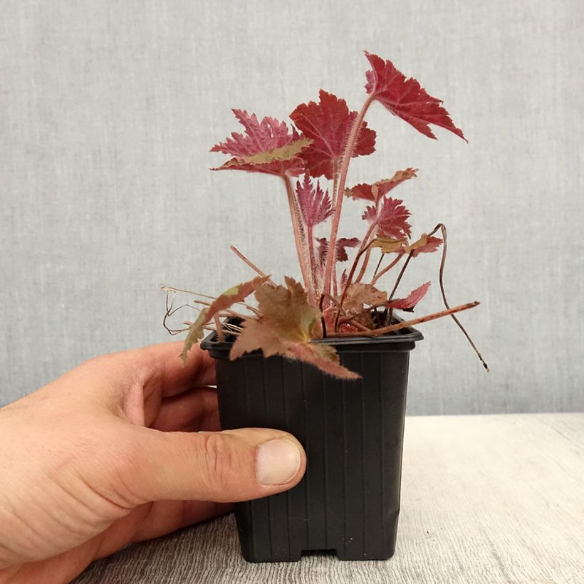 Heuchera Copper Dinosaur Maceta de 8/9 cm Ejemplar entregado en la primavera