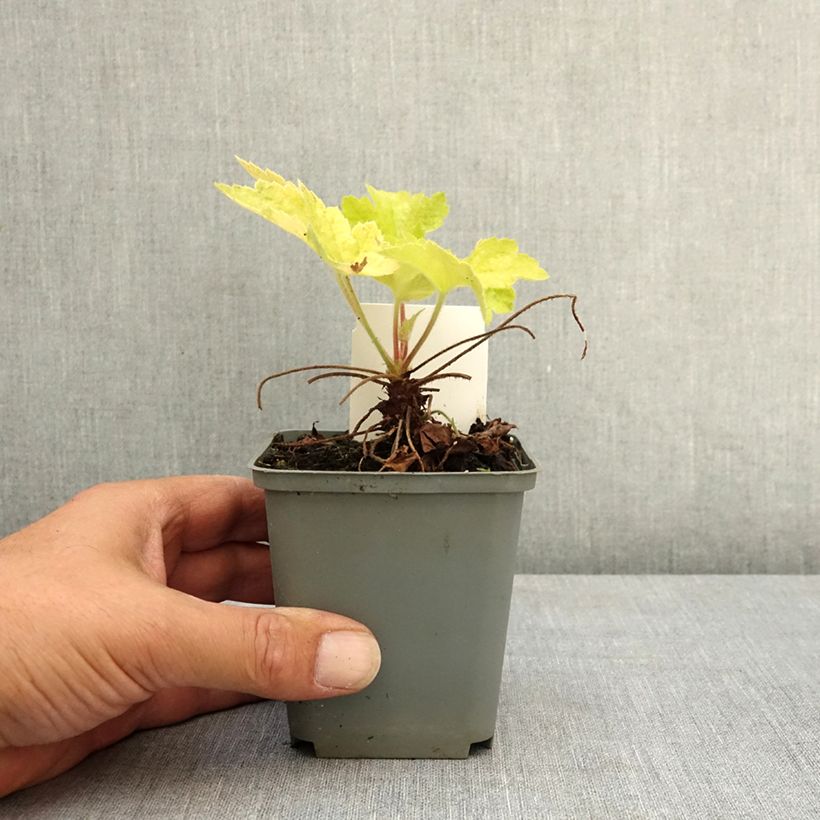 Ejemplar de Heuchère - Heuchera Electric Lime Godet de 8/9 cm entregado en verano