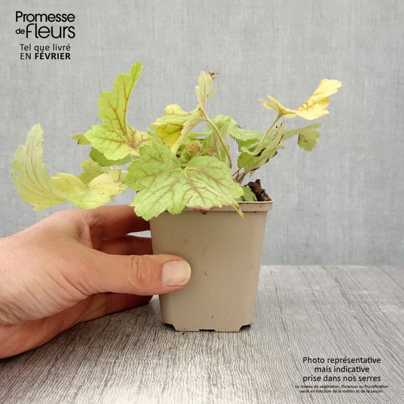 Heuchera Electric Lime Maceta de 8/9 cm Ejemplar entregado en invierno