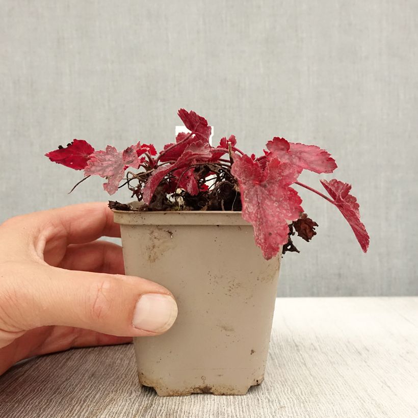 Ejemplar de Heuchera Fire Chief Maceta de 8/9 cm entregado en otoño
