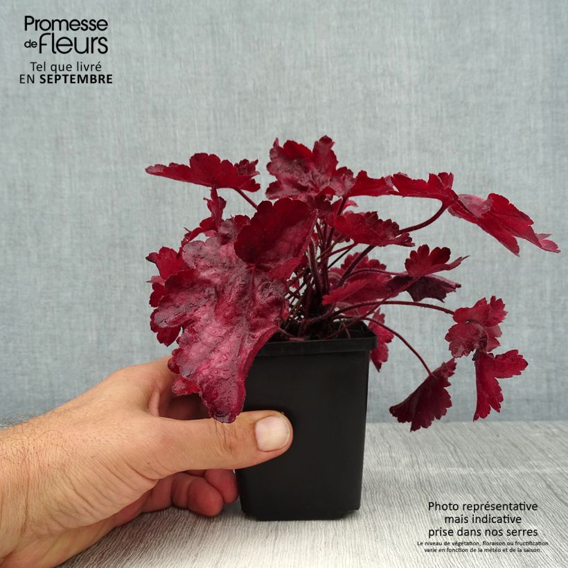 Ejemplar de Heuchera Fire Chief Maceta de 8/9 cm entregado en verano