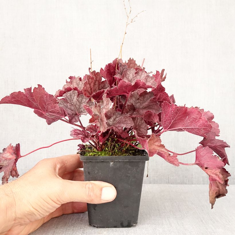 Ejemplar de Heuchera Flower Power Maceta de 8/9 cm entregado en otoño