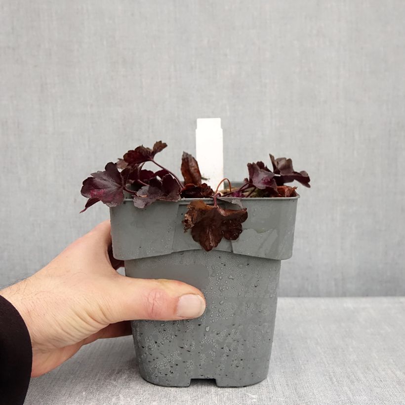 Ejemplar de Heuchera Forever Purple Maceta 1,5L/2L entregado en otoño