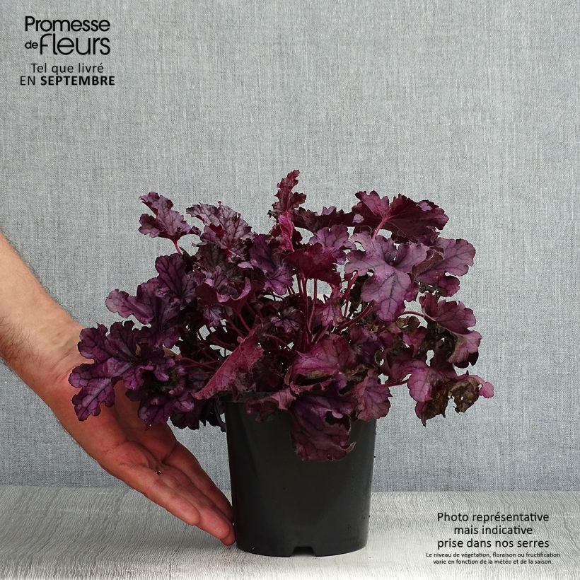 Ejemplar de Heuchera Forever Purple Maceta 1,5L/2L entregado en verano