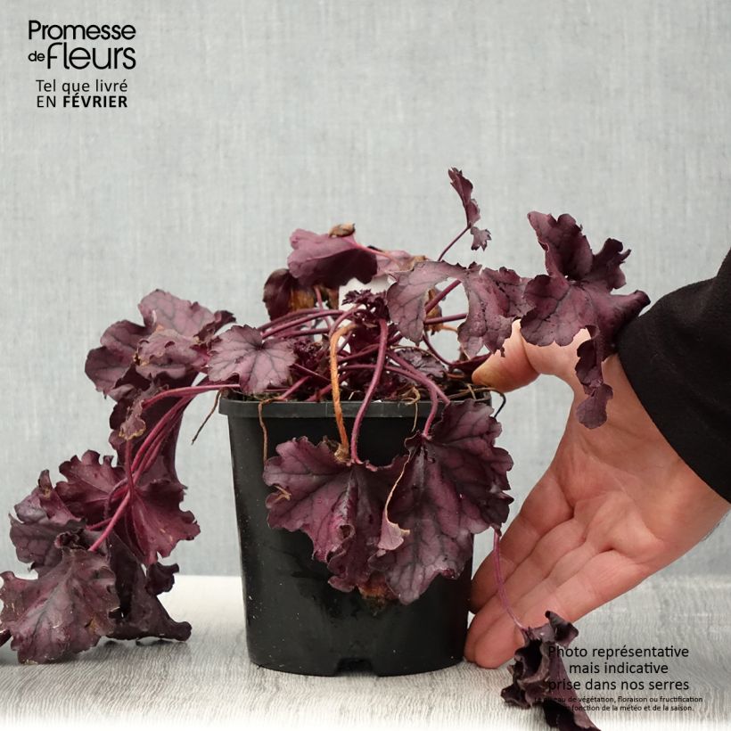 Heuchera Forever Purple Maceta 1,5L/2L Ejemplar entregado en invierno