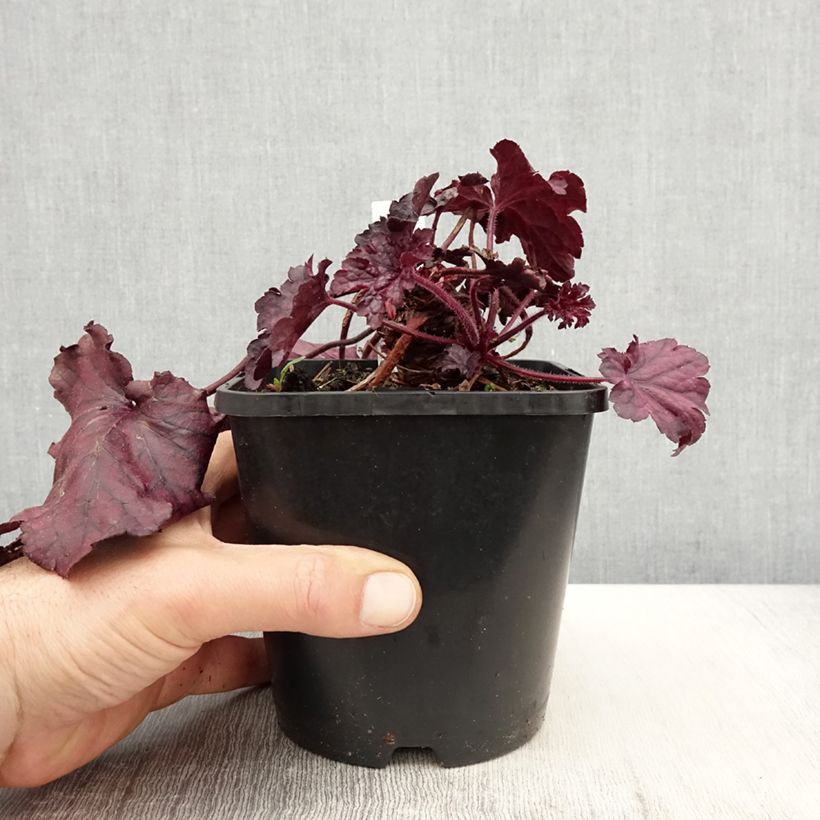 Heuchera Forever Purple Maceta 1,5L/2L Ejemplar entregado en la primavera