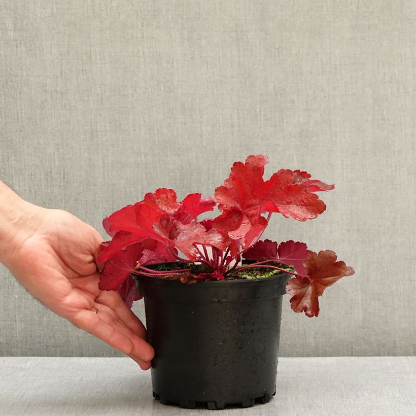 Ejemplar de Heuchera Forever Red Maceta 1,5L/2L entregado en otoño