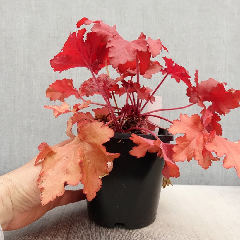 Heuchera Forever Red Maceta 1,5L/2L Ejemplar entregado en la primavera
