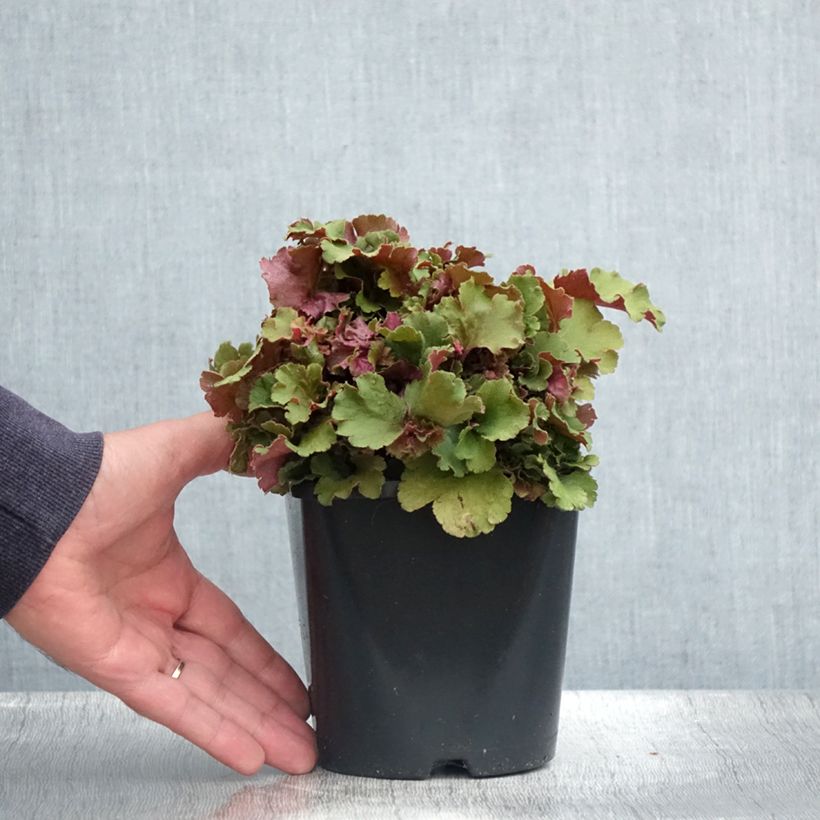 Ejemplar de Heuchera Frilly Maceta 1,5L/2L entregado en verano