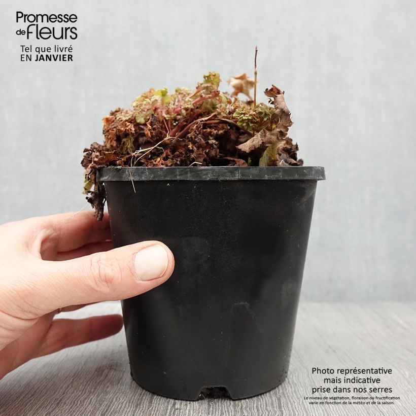 Heuchera Frilly Maceta 1,5L/2L Ejemplar entregado en invierno