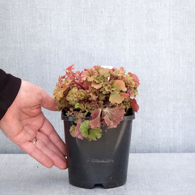 Heuchera Frilly Maceta 1,5L/2L Ejemplar entregado en la primavera