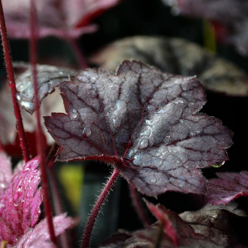 Heuchera Georgia Plum (Follaje)