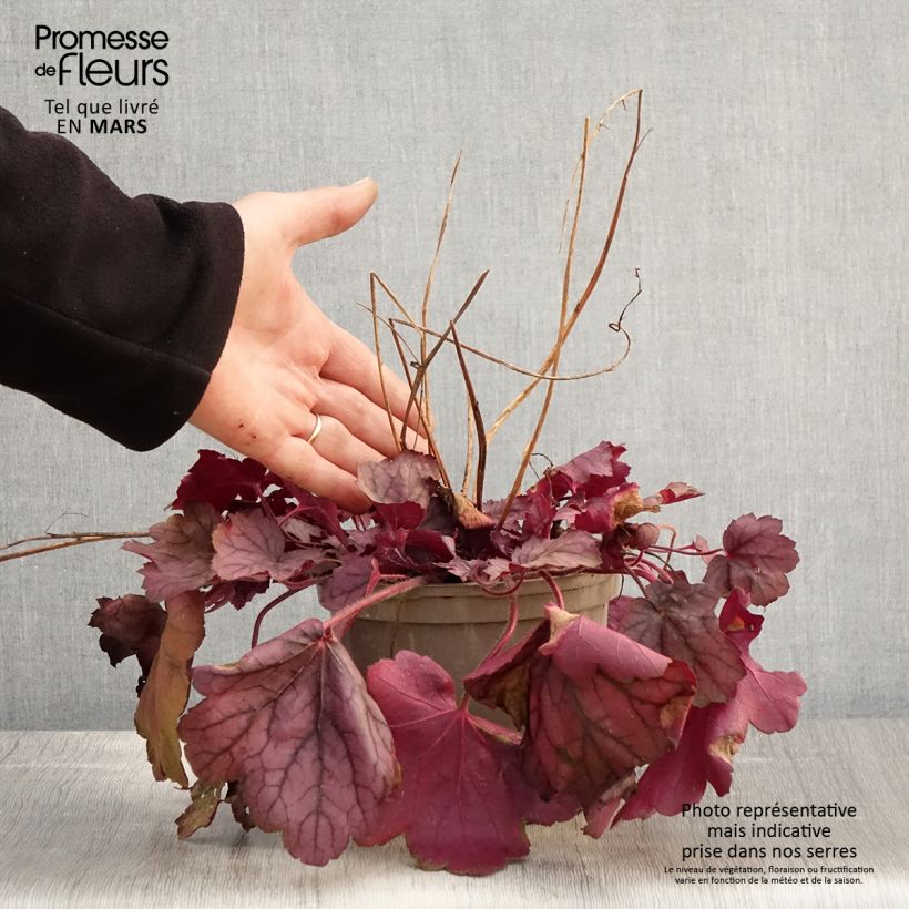 Heuchera Georgia Plum Maceta 2L/3L Ejemplar entregado en la primavera