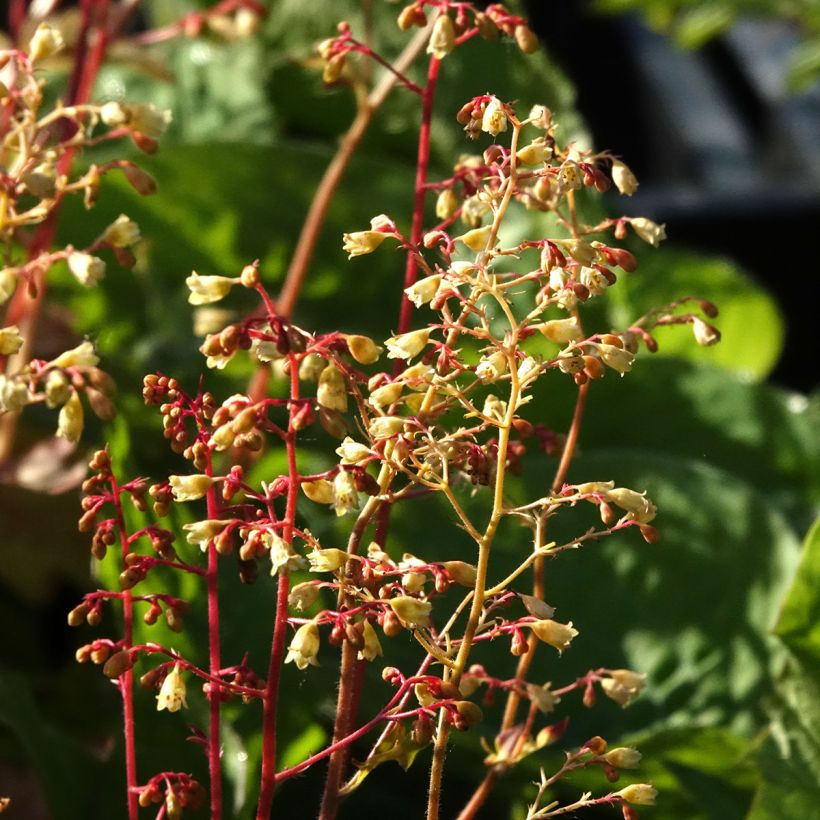 Heuchera Ginger Ale (Floración)