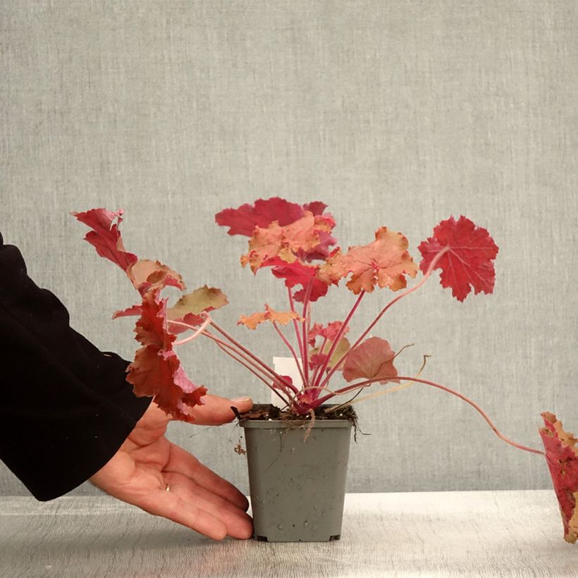 Ejemplar de Heuchera Kassandra Maceta de 8/9 cm entregado en otoño