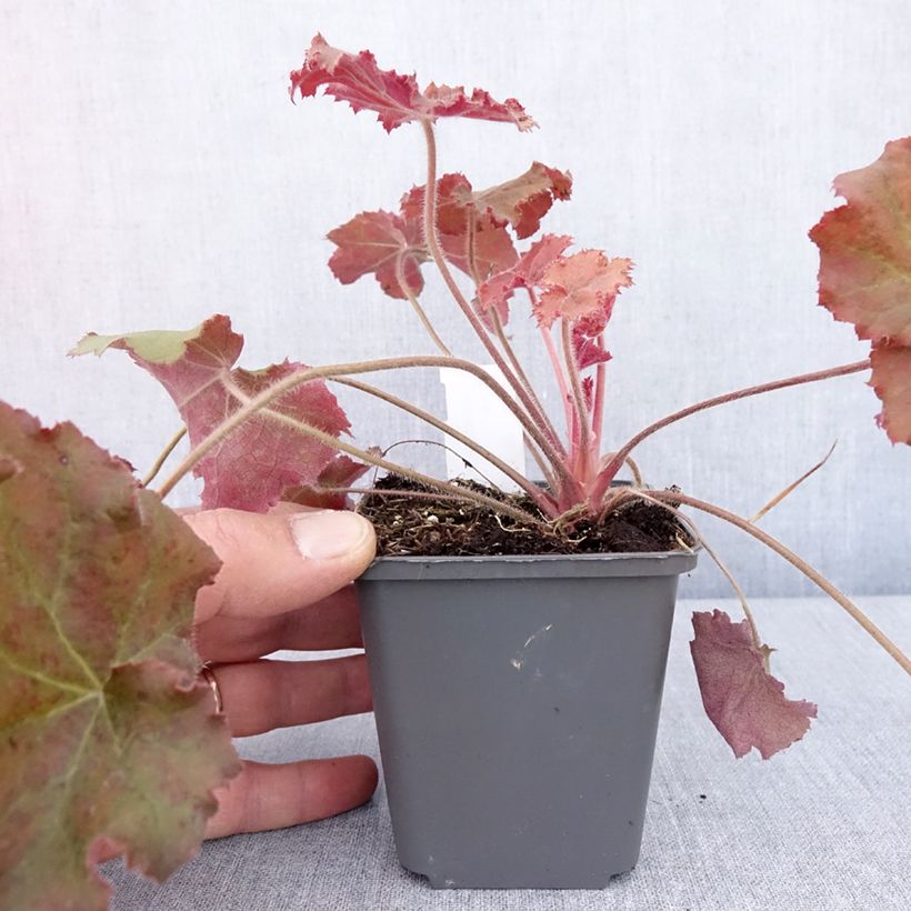 Heuchera Kassandra Maceta de 8/9 cm Ejemplar entregado en la primavera