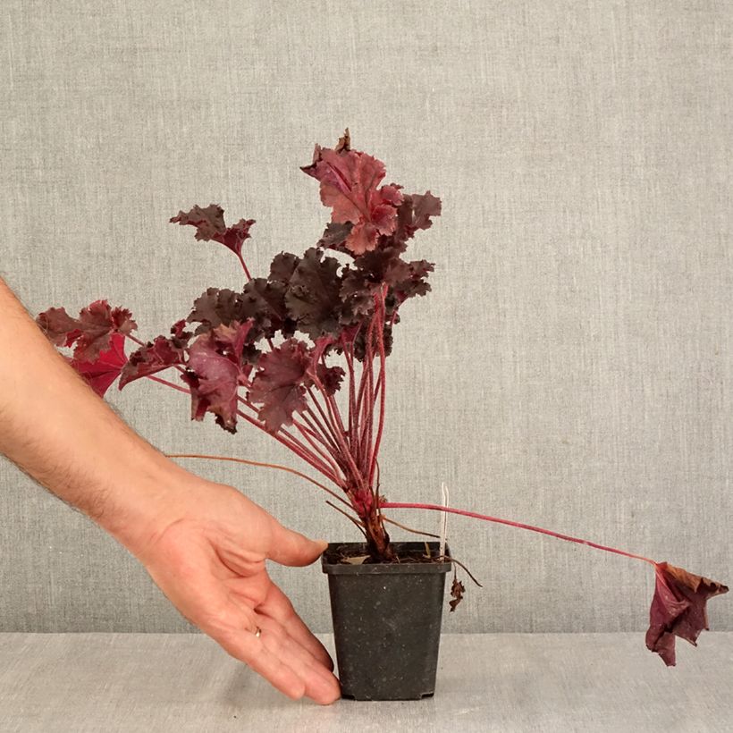 Ejemplar de Heuchera Dark Secret Maceta de 8/9 cm entregado en otoño